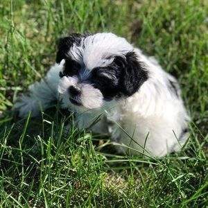 Meet your Posher, Daisy